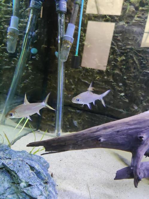 Volledig visbestand, Dieren en Toebehoren, Vissen | Aquaria en Toebehoren, Ophalen