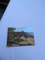 Kalmthout heide, Ophalen of Verzenden, Ongelopen