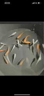 Medakka rijstvissen color mix, Dieren en Toebehoren, Vissen | Aquariumvissen, Vis, Zoetwatervis, Schoolvis