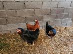 drie legkippen klaar voor de leg, Dieren en Toebehoren, Pluimvee, Kip