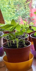 paprikaplantjes te ruil of te koop, Tuin en Terras, Ophalen