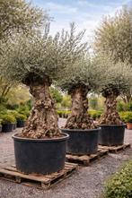 Olijfboom Olea Europaea Bonsai - op voorraad, Tuin en Terras, Ophalen, Olijfboom
