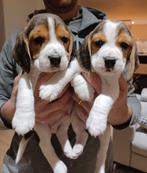 Ondeugende Beagle pups, Dieren en Toebehoren, Honden | Beagles, Bassets en Lopende honden, Meerdere, 8 tot 15 weken, Meerdere dieren