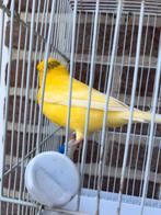 2 kanarie mannetjes, Dieren en Toebehoren, Vogels | Kanaries