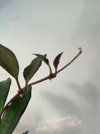 Hoya Rosita, Minder dan 100 cm, Verzenden, Vetplant