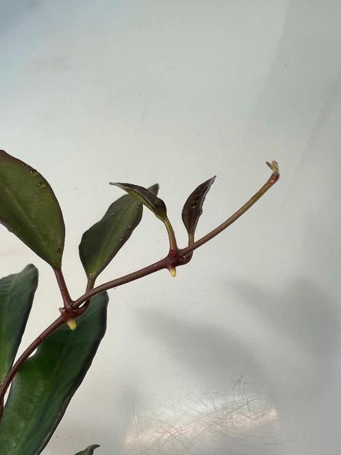 Hoya Rosita, Maison & Meubles, Plantes d'intérieur, Plante succulente, Moins de 100 cm, Envoi