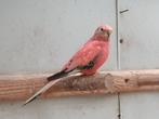 rose opaline bourke parkieten, Dieren en Toebehoren, Meerdere dieren, Parkiet, Geringd