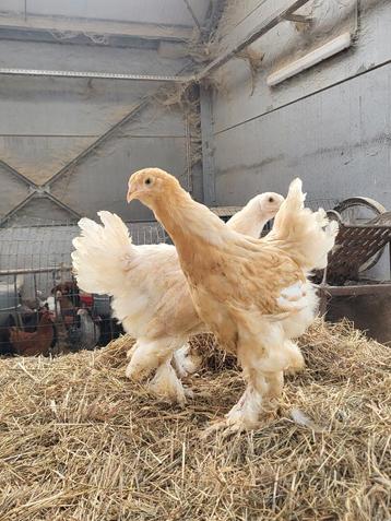 Brahma lemon pyle  beschikbaar voor biedingen