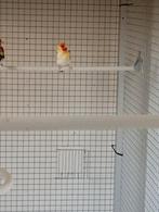 Koppel grote distelvinken, Dieren en Toebehoren, Geringd