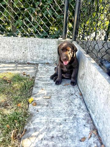 Prachtige sociale Labrador pupjes te koop  beschikbaar voor biedingen