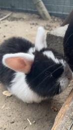 Baby konijntjes te koop, Dieren en Toebehoren, Konijnen