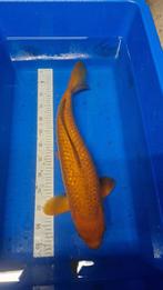 Chocolade ginrin chagoi 60cm, Dieren en Toebehoren