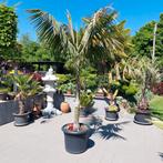 Palmboom, Tuin en Terras, Bloembollen en Zaden, Ophalen