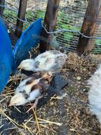 Kuikens kruizing brahma, Dieren en Toebehoren, Pluimvee, Geslacht onbekend, Kip