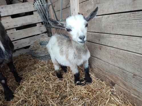 3 geiten bokken, Dieren en Toebehoren, Schapen, Geiten en Varkens, Geit, Mannelijk, 0 tot 2 jaar
