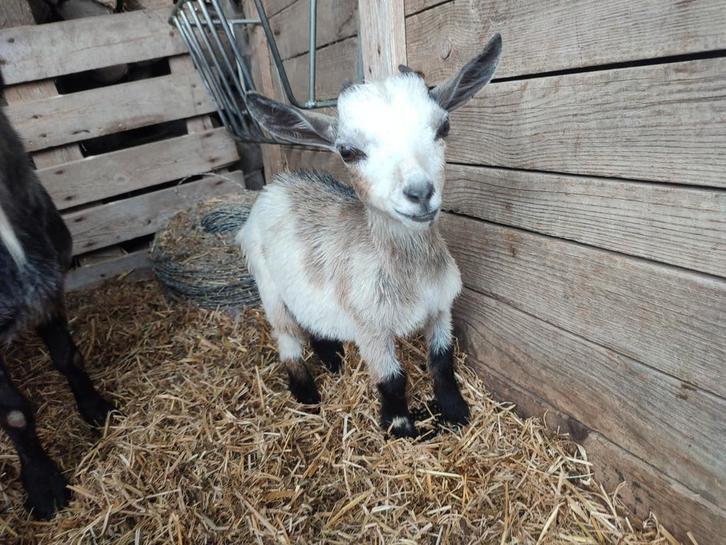 3 geiten bokken, Dieren en Toebehoren, Schapen, Geiten en Varkens, Geit, Mannelijk, 0 tot 2 jaar