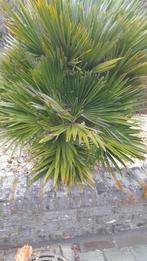 Tropische plant.familie palmboom, Ophalen