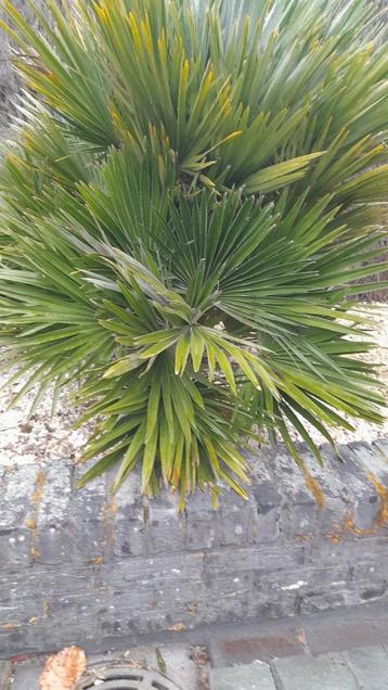 Tropische plant.familie palmboom beschikbaar voor biedingen