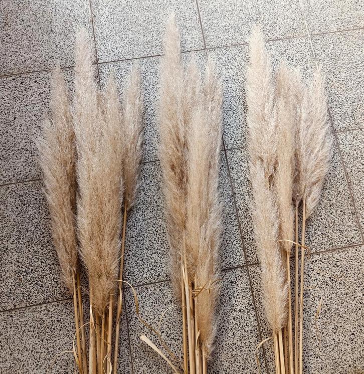 Pluimen van Pampasgras, Huis en Inrichting, Woonaccessoires | Droogbloemen, Ophalen