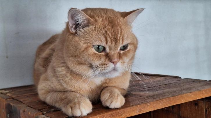 Herplaatser brits korthaar dekkater, Dieren en Toebehoren, Katten en Kittens | Raskatten | Korthaar, Kater, 3 tot 5 jaar, Met stamboom