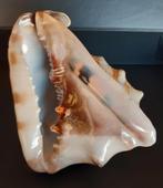 Coquillage Cassis tuberosa 169mm, Collections, Minéraux & Fossiles, Enlèvement ou Envoi, Coquillage(s)