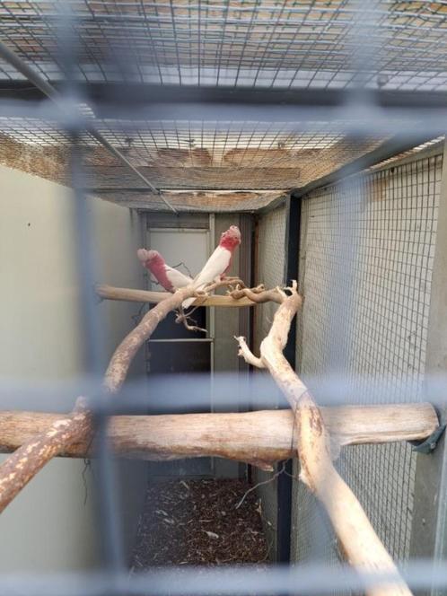 ROSE KAKATOE, Dieren en Toebehoren, Vogels | Parkieten en Papegaaien, Papegaai, Meerdere dieren, Geringd