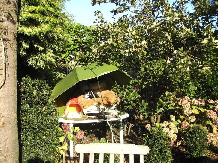 planten - boompjes, Tuin en Terras, Planten | Bomen, Overige soorten, In pot, Ophalen