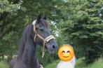 13 jarige Friese merrie met stamboom, Dieren en Toebehoren, Merrie, Zadelmak, Met stamboom