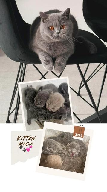 Brits korthaar kittens, Dieren en Toebehoren, Katten en Kittens | Raskatten | Korthaar, Meerdere dieren, Gechipt, 0 tot 2 jaar