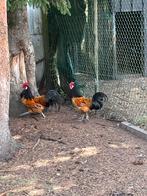 Kippen te koop, Dieren en Toebehoren, Pluimvee