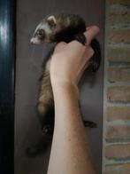 Jonge tamme fretjes te koop, Dieren en Toebehoren, Fret, Juni, Meerdere dieren, Tam