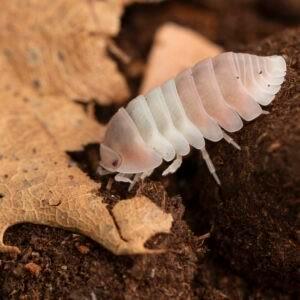 Cubaris sp. Pink panda  beschikbaar voor biedingen