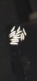 Oeufs de phasme annulipes, Dieren en Toebehoren, Reptielen en Amfibieën, Overige soorten, 0 tot 2 jaar