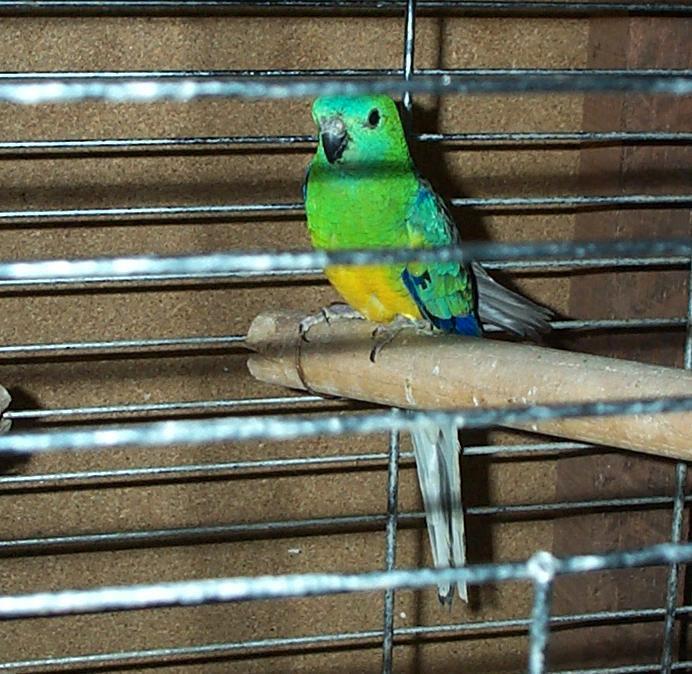 Roodruggen: onverwant koppel, Dieren en Toebehoren, Vogels | Parkieten en Papegaaien, Parkiet