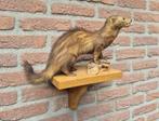 Prachtige Bunzing met plankje opgezette dieren taxidermie, Ophalen of Verzenden, Wild dier, Opgezet dier