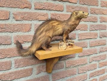 Prachtige Bunzing met plankje opgezette dieren taxidermie disponible aux enchères