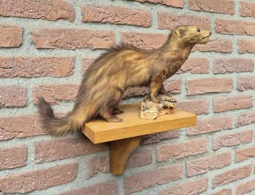 Prachtige Bunzing met plankje opgezette dieren taxidermie, Collections, Collections Animaux, Animal empaillé, Animal sauvage, Enlèvement ou Envoi