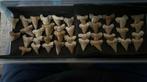 paleocarcharodon orientalis 5 euros piece, Collections