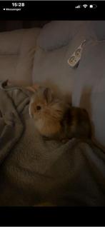 Cage à lapin à vendre avec lapin nain mâle, Animaux & Accessoires, Enlèvement, Comme neuf, Cage, Lapin