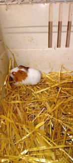 Cavias, Dieren en Toebehoren, Knaagdieren, Januari, Mannelijk, Cavia