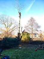 Boomverzorging: snoeien, aanplanten en vellen van bomen., Diensten en Vakmensen, Tuinmannen en Stratenmakers
