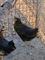 Zwarte legkippen, Dieren en Toebehoren, Pluimvee