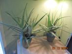 4 Aloe Veras dans 2 pots en terre cuite, Maison & Meubles, Ombre partielle, En pot, Plante verte, Enlèvement