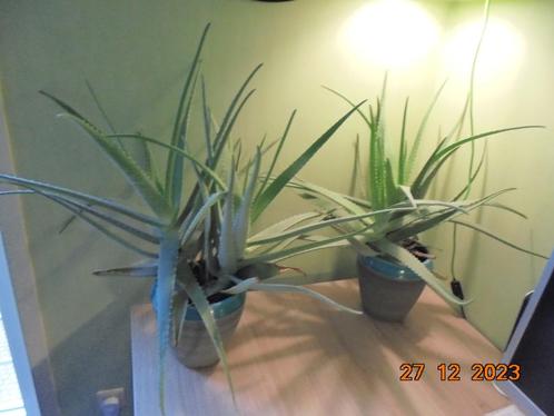 4 Aloe Veras dans 2 pots en terre cuite, Maison & Meubles, Plantes d'intérieur, Moins de 100 cm, Plante verte, Ombre partielle