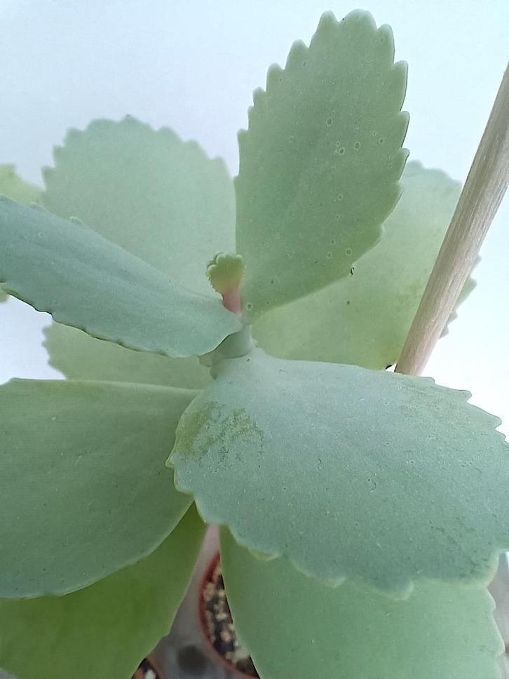 Kalanchoe marmorata - Ethiopië, Huis en Inrichting, Kamerplanten, Vetplant, Minder dan 100 cm, Groene kamerplant, Volle zon, Ophalen of Verzenden