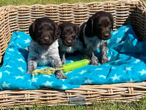 Heidewachtel pups (kleine munsterlander), Dieren en Toebehoren, Honden | Retrievers, Spaniëls en Waterhonden, Meerdere dieren