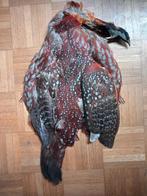Tragopaan fazant skin, Watersport en Boten, Hengelsport | Vliegvissen, Ophalen of Verzenden, Zo goed als nieuw