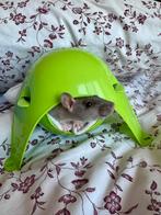 Rattenkooi + 4 lieve, tamme ratjes, Animaux & Accessoires, Rongeurs, Rat, Domestique, Mai, Femelle