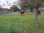 Alpaca's merries halstertam, Dieren en Toebehoren, Stalling en Weidegang