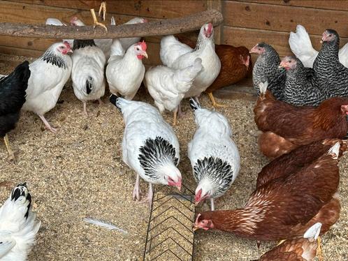 Legkippen verschillende kleuren iedere zondag, Dieren en Toebehoren, Pluimvee